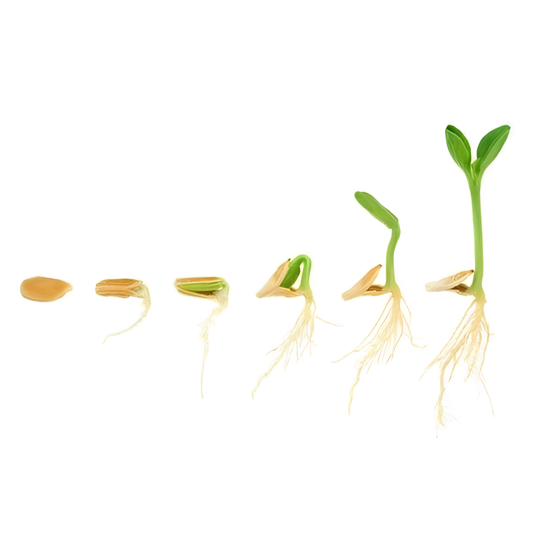 The Complete Guide to Sprouting at Home
