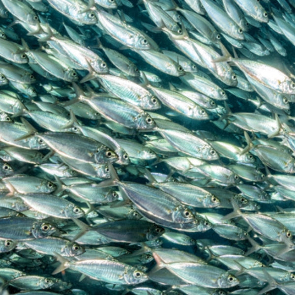 The 3 Fish You Should Eat (That You Probably Aren’t) – Alkamind