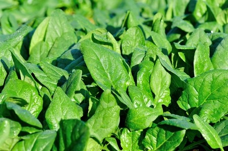 The Missing Ingredient for Better Health and Easier Weight Loss
