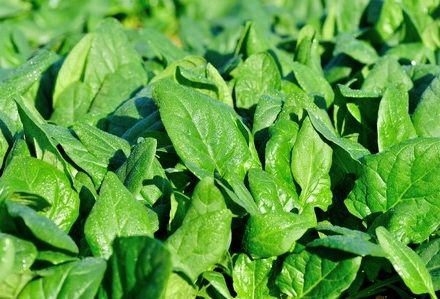 8 Easy Ways To Choose Organic & Alkaline