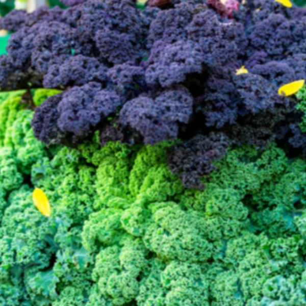 Kale Salad with Dr. D’s Favorite Dressing