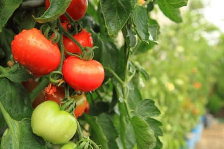 Alkaline Diet Recipe: Avocado, Cucumber, And Watermelon Salad