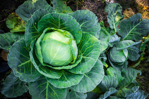 Roasted Cabbage with Walnut Rosemary Dressing