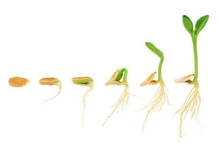 The Complete Guide to Sprouting at Home